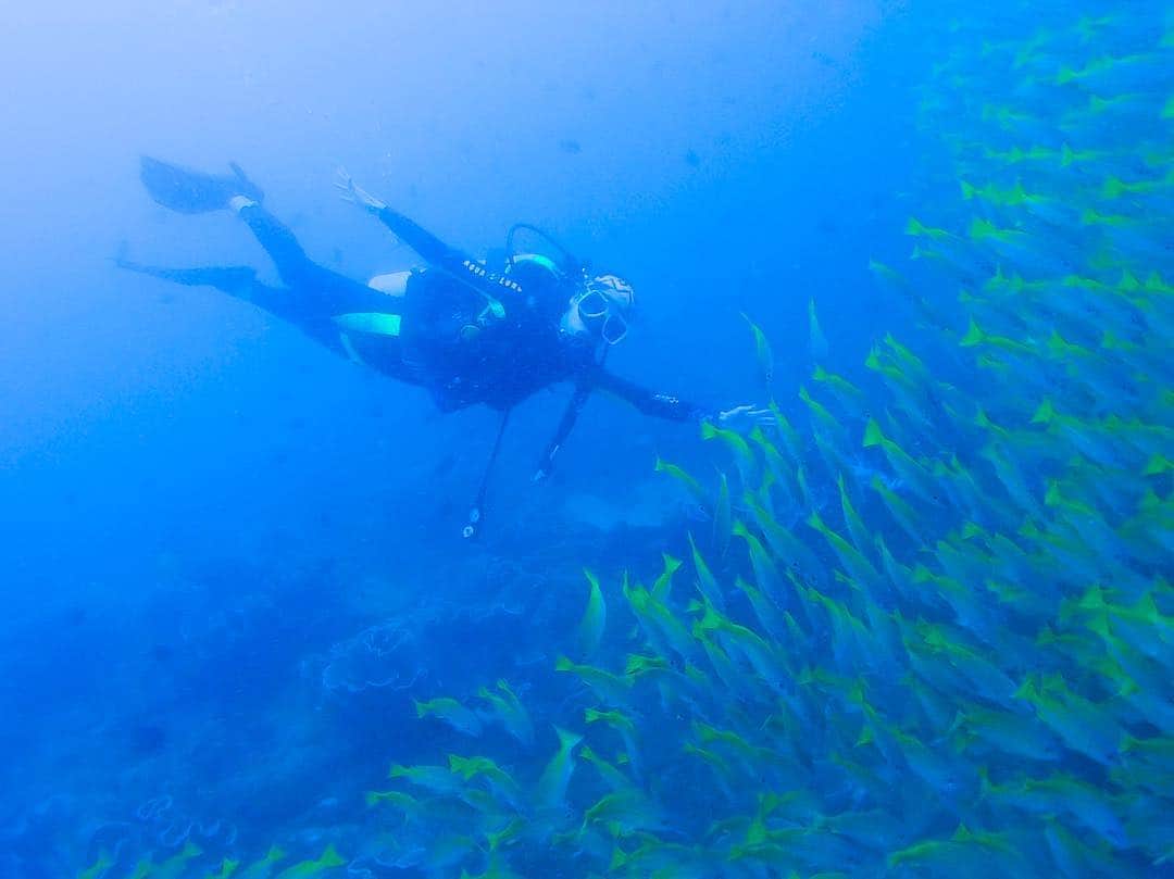 志摩夕里加のインスタグラム：「🐠🐠🐠🐠 水温24度で寒すぎて足つった🤫💦 海の中は未知の世界がたっくさん❗️ 誰に話しかけられることも無く、ゆったり泳ぐのが好きです✨✨ この時はあまり透明度が良くなかったなぁ😭😭 エルニドのダイビング、ベストシーズンは5月頃らしいです✨ ・ ・ #scubadiving #diving #スキューバダイビング #ダイビング #elnido #elnidogram #elnidopalawan #eldive #エルニド #パラワン #海の中 #オープンウォーター  #アドバイスはよ取れ💦#海底」