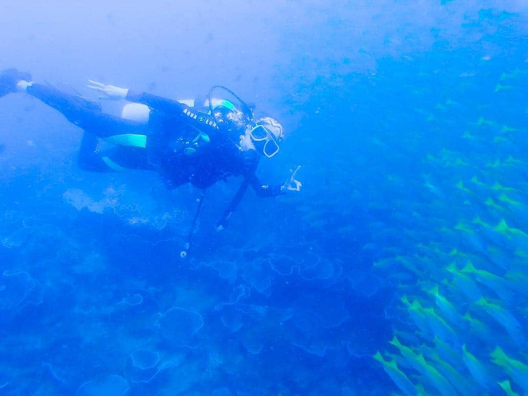 志摩夕里加さんのインスタグラム写真 - (志摩夕里加Instagram)「🐠🐠🐠🐠 水温24度で寒すぎて足つった🤫💦 海の中は未知の世界がたっくさん❗️ 誰に話しかけられることも無く、ゆったり泳ぐのが好きです✨✨ この時はあまり透明度が良くなかったなぁ😭😭 エルニドのダイビング、ベストシーズンは5月頃らしいです✨ ・ ・ #scubadiving #diving #スキューバダイビング #ダイビング #elnido #elnidogram #elnidopalawan #eldive #エルニド #パラワン #海の中 #オープンウォーター  #アドバイスはよ取れ💦#海底」3月22日 18時19分 - shimayuri_