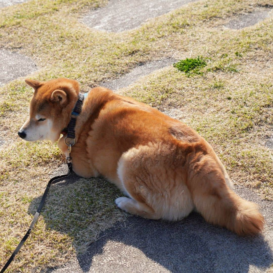 まる（まるたろう）さんのインスタグラム写真 - (まる（まるたろう）Instagram)「It's better to take rest to avoid any health problems.✨🐶☺️✨金曜日おつまる〜 隣空いてるよ #ゆっくりしていって #長い人生 #休憩も必要よ #尻尾置き場もあるよ #ドリンク置いていいよ」3月22日 18時27分 - marutaro