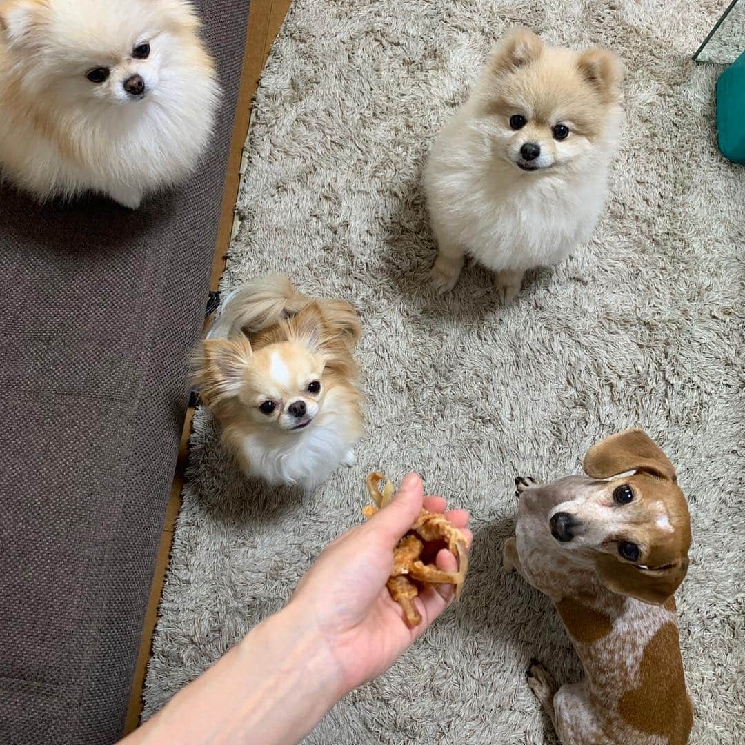 のインスタグラム：「やばーーー！！ かなこから超かわいい写真が送られてきたっ😍😍😍 みんなかわいすぎる❣️💖💖💖 仲良くなってくれたみたいでよかった🥰 #kinako #mybaby  #黒田愛美」