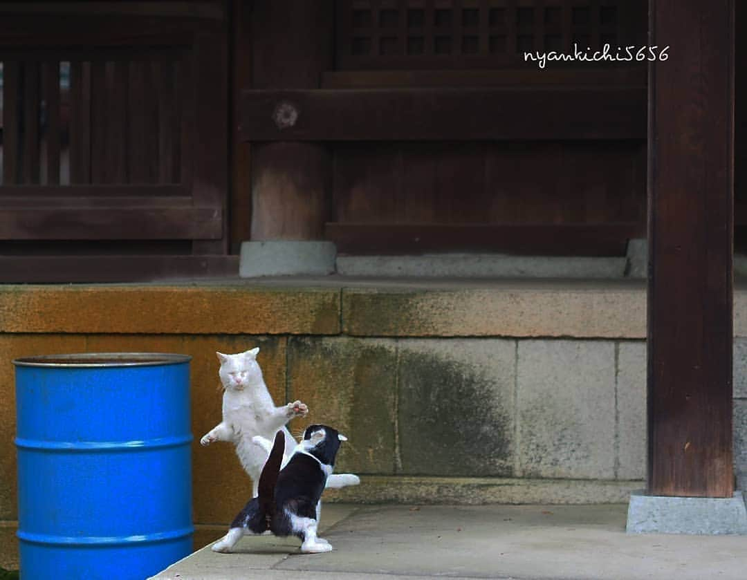 路地裏のにゃん吉さんのインスタグラム写真 - (路地裏のにゃん吉Instagram)「"Let's get ready to rumble”  あっちでもこっちでも小競り合い  #神社フォトコンわたしと神社 #แมว #igersjp#ねこ#猫#ig_japan#ねこ部#ふわもこ部#野良猫#にゃんすたぐらむ#みんねこ #cats#ファインダー越しの私の世界 #catsofinstagram#catstocker#instagramjapan##catloversclub#ペコねこ部#ピクネコ #東京カメラ部#icu_japan#team_jp_西 #고양이#nekoclub #catstagram#japan_photo_now #bestcatclub #loves_nippon#balousfriends#getolympus」3月22日 18時32分 - nyankichi5656