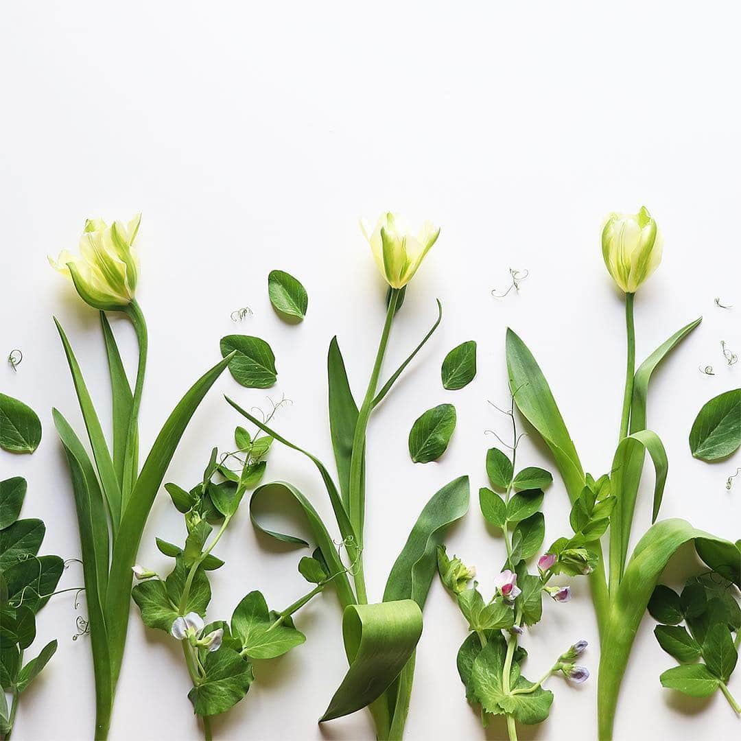 BOTANIST GLOBALさんのインスタグラム写真 - (BOTANIST GLOBALInstagram)「The flower of the month is the tulip. A flower that most people have had contact with since childhood.  So, what does it mean in Flower Language?  They say there was once a beautiful girl that was proposed to by three knights, and in order to avoid any disputes between them, she turned herself to a tulip. Hence ”Bravery” became the name of the flower. Others have named it ”Compassion” due to its calming effect upon the viewer.  Many associate a single tulip with spring, but in fact, there are over 5000 types of tulips in the world.  Make tulip your ”spirit animal” this month, focusing on simple but graceful beauty.  Stay Simple. Live Simple. #BOTANIST」3月22日 18時35分 - botanist_global