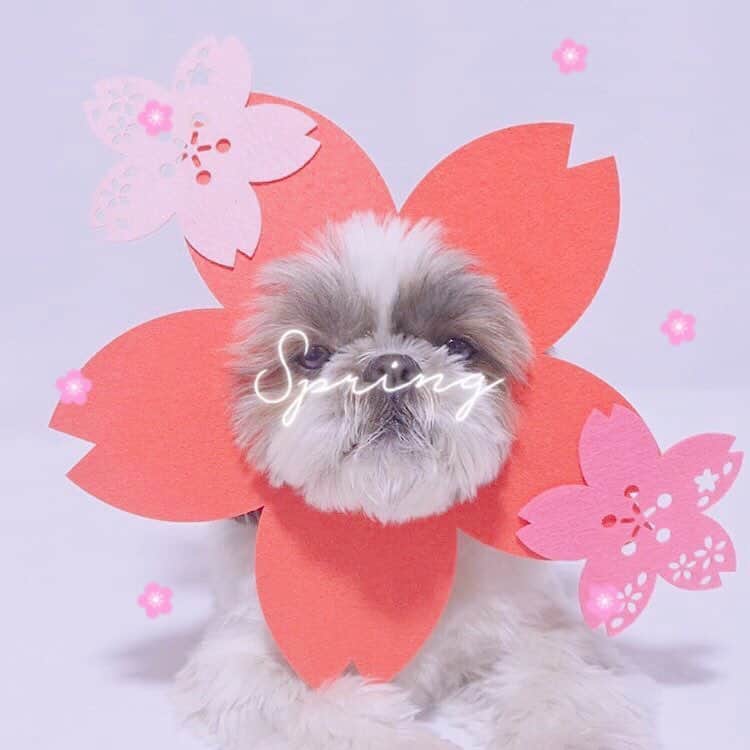 のインスタグラム：「#桜﻿ ﻿ 開花宣言ありましたね🌸 みなさんお花見の用意はできてますか？(✿´ ꒳ ` )♡﻿ ﻿ #snowcam #snowアプリ #instagood #l4l﻿ #開花宣言 #春 #さくら #インスタ加工 #おしゃれさんと繋がりたい﻿ ﻿」