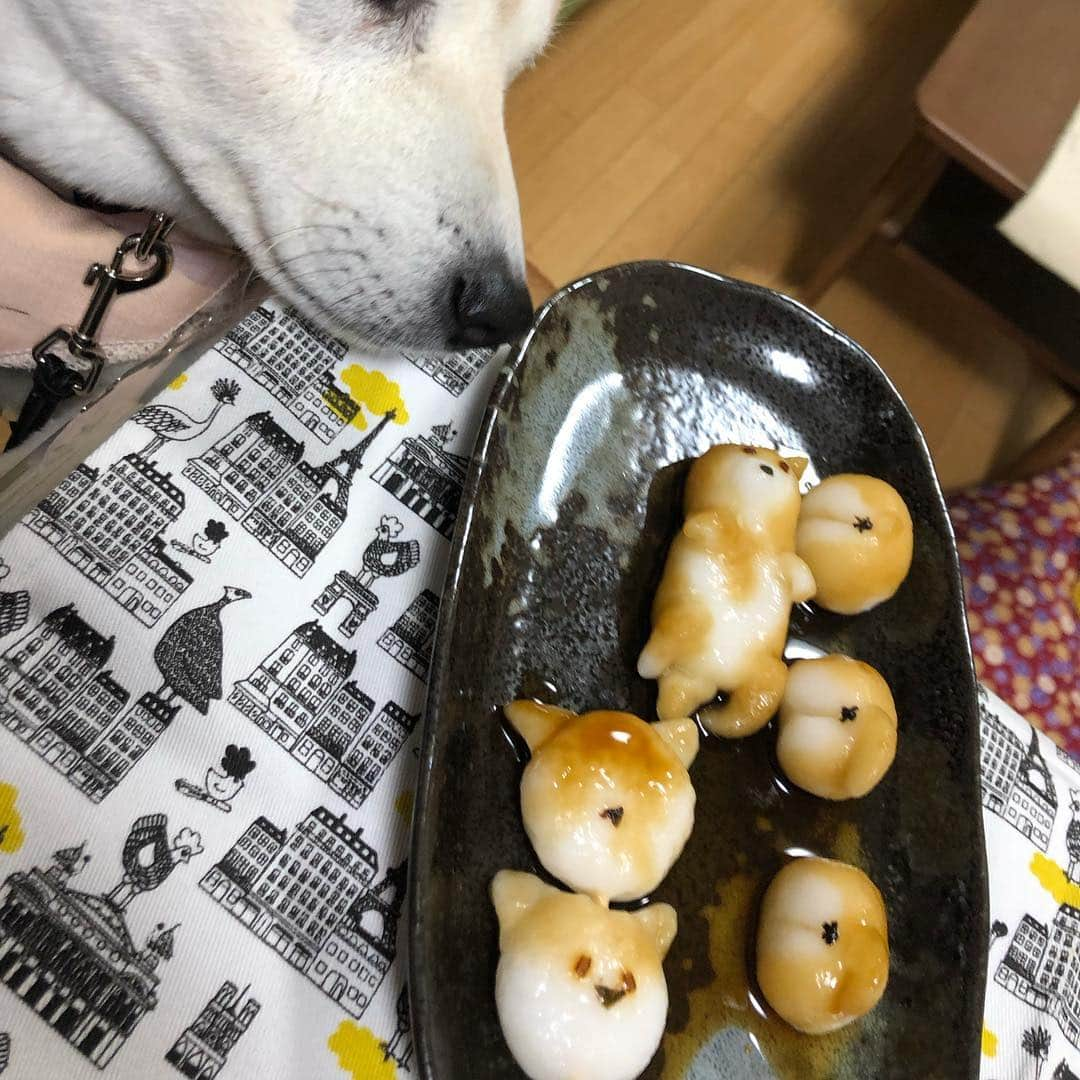 こなつさんのインスタグラム写真 - (こなつInstagram)「みたら柴 を作ってみました😋  お顔バージョンは失敗しました😭 へそ天も手足が消えちゃった🤣 * * * #みたら柴」3月22日 18時46分 - makonatu