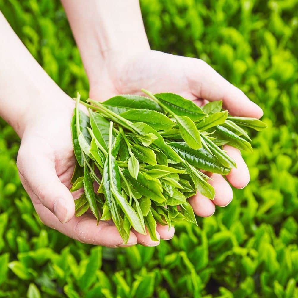 THE PUBLIC ORGANICさんのインスタグラム写真 - (THE PUBLIC ORGANICInstagram)「・ 日本が育んだ自然の恵みで、綺麗になる。﻿ ﻿ 東京発のオーガニックブランドとして、日本のオーガニック原料の発展に貢献したいという想いを込めて・・・﻿ ﻿ ピンクボトルの新シャンプー「スーパーポジティブ」は、ブランド初の自社（カラーズ株式会社）オリジナルオーガニック原料を使用しています。﻿ ﻿ 肥料や農薬に一切頼らず、植物と土壌本来の力を引き出す自然農法で育てられた茶葉を使用。﻿ 豊かな水と、綺麗な空気に恵まれた場所で大切に育てられた茶葉から、生命力溢れる保湿成分「オーガニックグリーンリーフウォーター※1」を作り上げました🌱﻿ ﻿ 「スーパーポジティブ」には、製品の10%以上にこのオリジナル原料を配合✨ 農家の方の情熱と愛情、そして茶葉の生命力を、あなたの髪で体感いただけると嬉しいです。﻿ ﻿ ザ パブリック オーガニック﻿ スーパーポジティブ　精油シャンプー＆トリートメント﻿ 容量／価格：各500mL／1,544円（税抜）﻿ ※詰替えパック、1dayパウチのご用意もあります！﻿ ﻿ #THEPUBLICORGANIC #ザパブリックオーガニック #春 #ピンク #新商品 #精油 #フランキンセンス #幸せを呼ぶ #ハッピーが舞い込む #オーガニック #スーパーポジティブ #精油ヘアケア #オーガニックヘアケア #ダメージ補修 #ダメージ補修ヘアケア #モテシャンプー #モテコスメ﻿ ﻿ ﻿ ※1 チャ葉水（保湿成分）」3月22日 18時50分 - thepublicorganicofficial