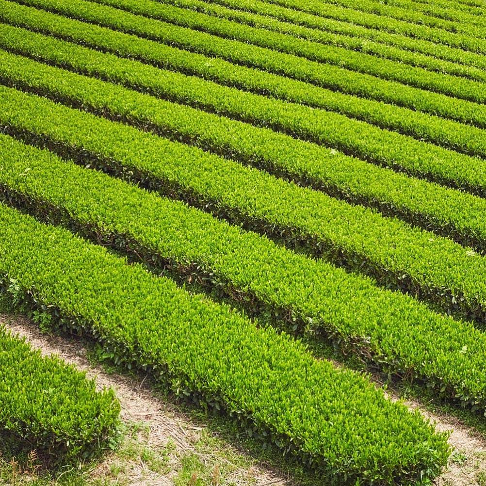 THE PUBLIC ORGANICさんのインスタグラム写真 - (THE PUBLIC ORGANICInstagram)「・ 日本が育んだ自然の恵みで、綺麗になる。﻿ ﻿ 東京発のオーガニックブランドとして、日本のオーガニック原料の発展に貢献したいという想いを込めて・・・﻿ ﻿ ピンクボトルの新シャンプー「スーパーポジティブ」は、ブランド初の自社（カラーズ株式会社）オリジナルオーガニック原料を使用しています。﻿ ﻿ 肥料や農薬に一切頼らず、植物と土壌本来の力を引き出す自然農法で育てられた茶葉を使用。﻿ 豊かな水と、綺麗な空気に恵まれた場所で大切に育てられた茶葉から、生命力溢れる保湿成分「オーガニックグリーンリーフウォーター※1」を作り上げました🌱﻿ ﻿ 「スーパーポジティブ」には、製品の10%以上にこのオリジナル原料を配合✨ 農家の方の情熱と愛情、そして茶葉の生命力を、あなたの髪で体感いただけると嬉しいです。﻿ ﻿ ザ パブリック オーガニック﻿ スーパーポジティブ　精油シャンプー＆トリートメント﻿ 容量／価格：各500mL／1,544円（税抜）﻿ ※詰替えパック、1dayパウチのご用意もあります！﻿ ﻿ #THEPUBLICORGANIC #ザパブリックオーガニック #春 #ピンク #新商品 #精油 #フランキンセンス #幸せを呼ぶ #ハッピーが舞い込む #オーガニック #スーパーポジティブ #精油ヘアケア #オーガニックヘアケア #ダメージ補修 #ダメージ補修ヘアケア #モテシャンプー #モテコスメ﻿ ﻿ ﻿ ※1 チャ葉水（保湿成分）」3月22日 18時50分 - thepublicorganicofficial