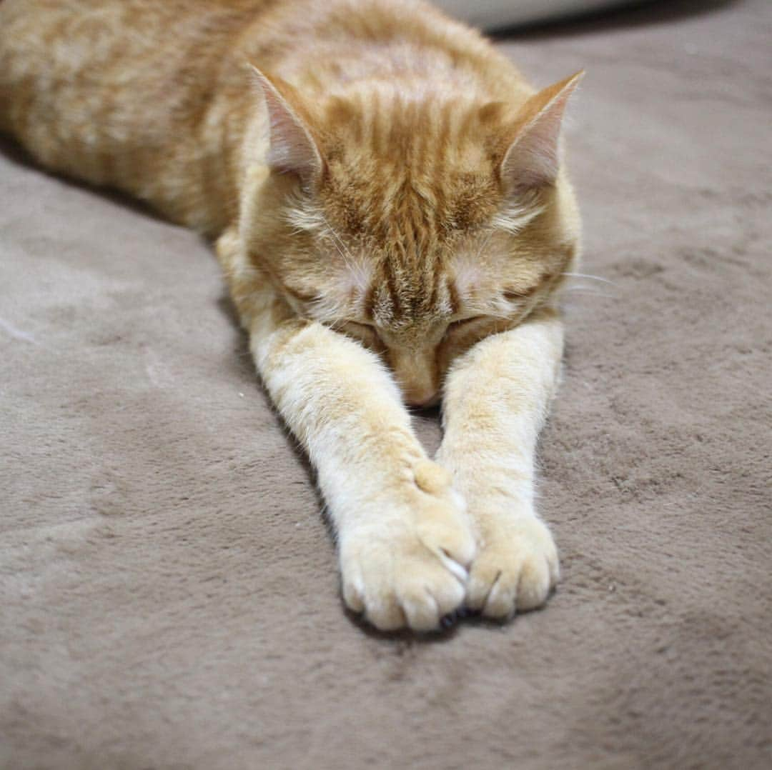 コテツさんのインスタグラム写真 - (コテツInstagram)「2019/3/22 モツにゃ なんだかかわいい寝方❤︎ . #ねこにすとパネル希望  #猫好きの輪を広げよう  #シマホとネコダスケステーション  #朝ワンコ夕ニャンコ  #うちの子記念日  #フォトビーでお祝い  #7月 .  #大切な家族 #大阪 #50000人の写真展  #photois  @fujifilm_photois . @beautypro_contest  #ビューティプロコンテスト @editorial_company.pad  #おやすみ猫写真集」3月22日 19時06分 - kotetuchan