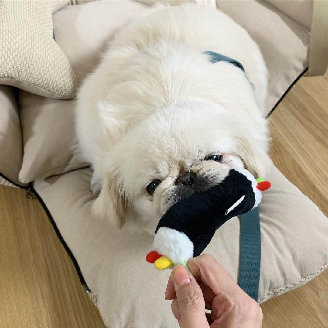 パク・ソラさんのインスタグラム写真 - (パク・ソラInstagram)「귀여운 얼굴 뒤에 무시무시한 밍끼....😱🐶」3月22日 19時01分 - sora_pppp