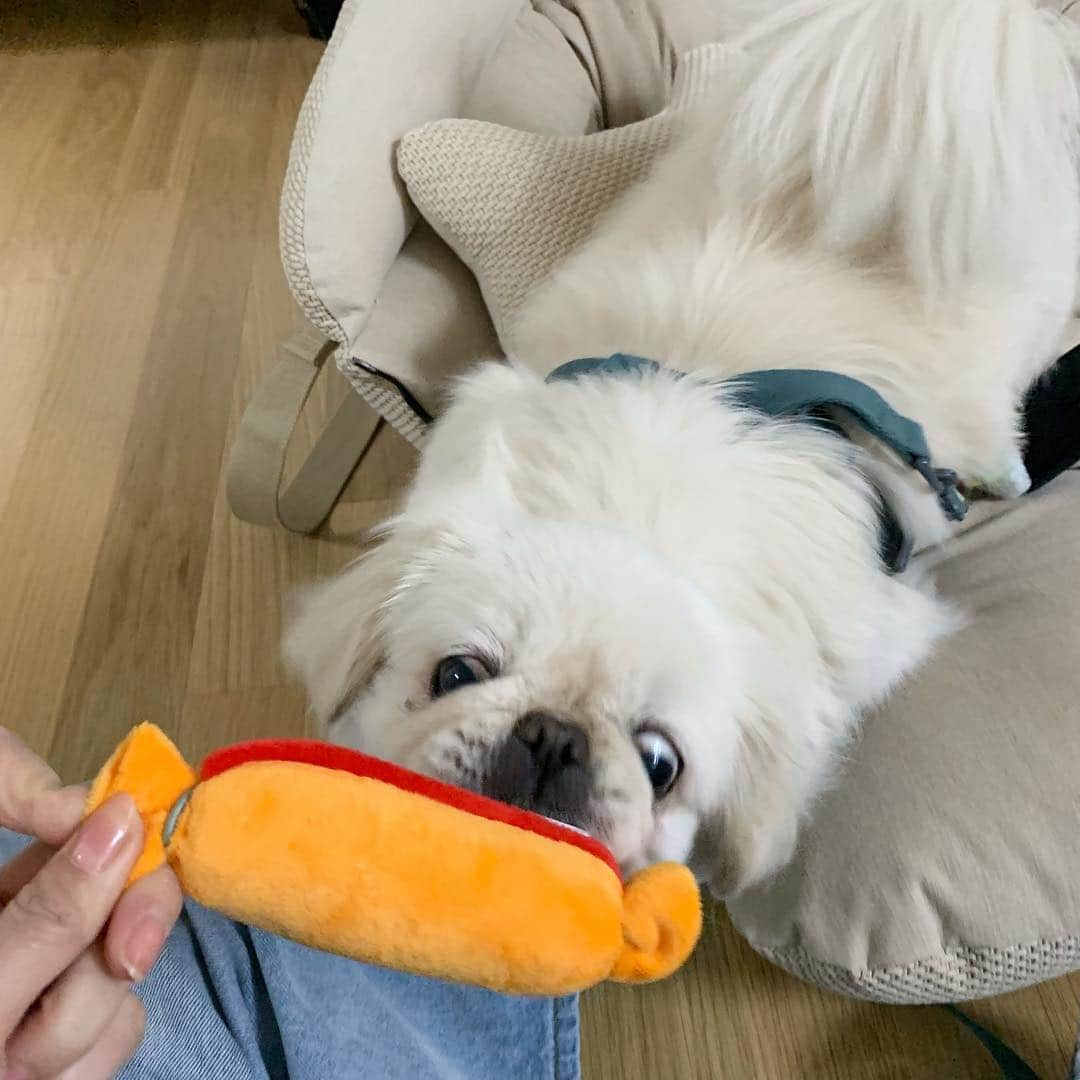 パク・ソラさんのインスタグラム写真 - (パク・ソラInstagram)「귀여운 얼굴 뒤에 무시무시한 밍끼....😱🐶」3月22日 19時01分 - sora_pppp