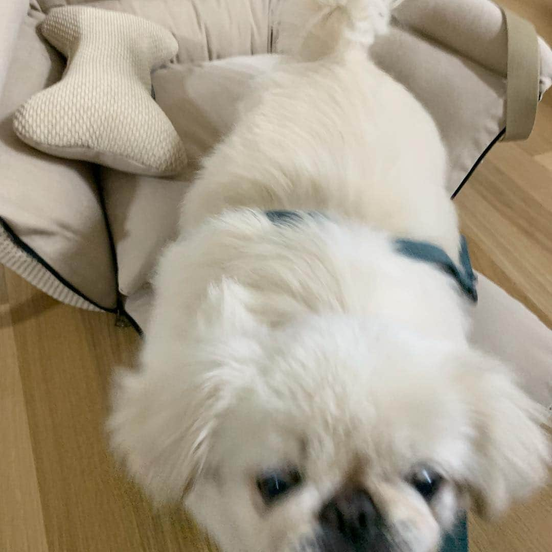 パク・ソラさんのインスタグラム写真 - (パク・ソラInstagram)「귀여운 얼굴 뒤에 무시무시한 밍끼....😱🐶」3月22日 19時01分 - sora_pppp