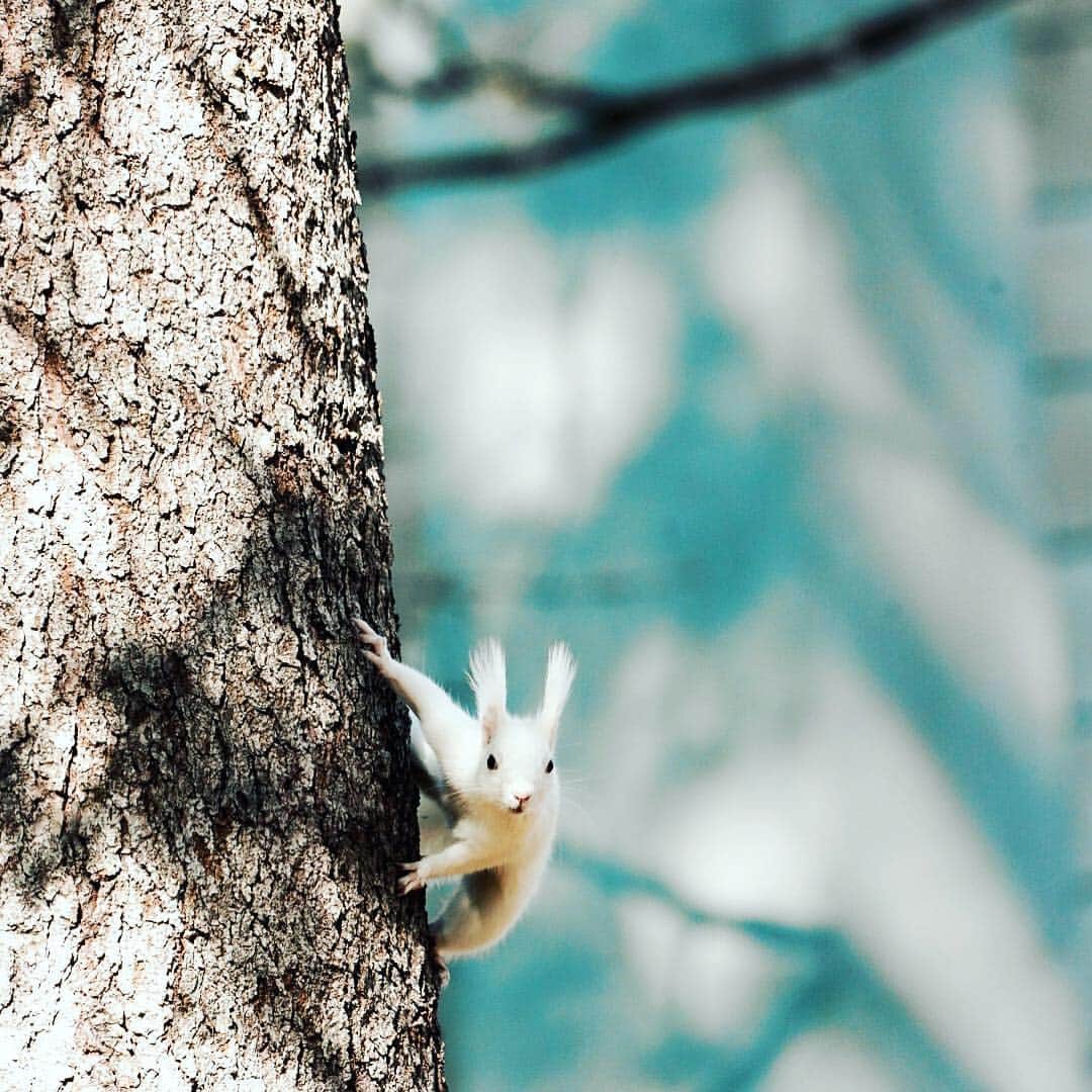 Hikaruのインスタグラム：「#白いエゾリス . . . 茶色のエゾリスは良く見かけますが、 白いエゾリスはアルビノなのだそう。 帰りに出逢えて良かったのでした。 . . . #ひょっこりはん #ひょっこりはんポーズ #instagram#instagramjapan #igersjp#東京カメラ部 #tokyocameraclub  #natgeo#yourshotphotographer #sony#bealpha#sonyalpha #pashadelic#naturephotography #naturegeography #lovers_nippon#photogrena_nature#photo_shorttrip#japan#visitjapanjp #longexposure_japan #hokkaido#写真好きなの人と繋がりたい」