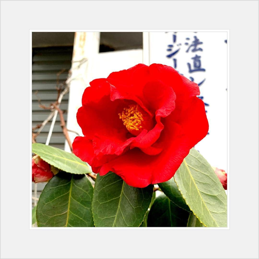 小林 ディスカスさんのインスタグラム写真 - (小林 ディスカスInstagram)「椿-TSUBAKI-  #tokyo #japan #flower #椿 #tsubaki #東京」3月22日 19時07分 - discus_kobayashi