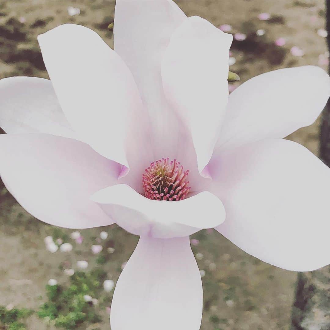 奥井亜紀さんのインスタグラム写真 - (奥井亜紀Instagram)「入りたいな。#お散歩は三歩でも良し」3月22日 19時08分 - akiokui