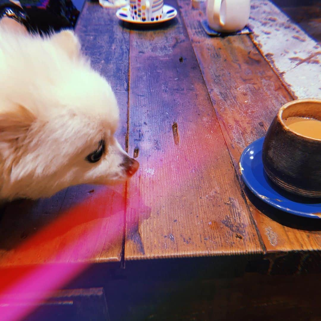 IVANさんのインスタグラム写真 - (IVANInstagram)「* 🐕🌼☕️🍰🌸🌿 hello weekend💐 * しろまるちゃんと #friday#peace#tokyo#love」3月22日 19時19分 - fresanaca