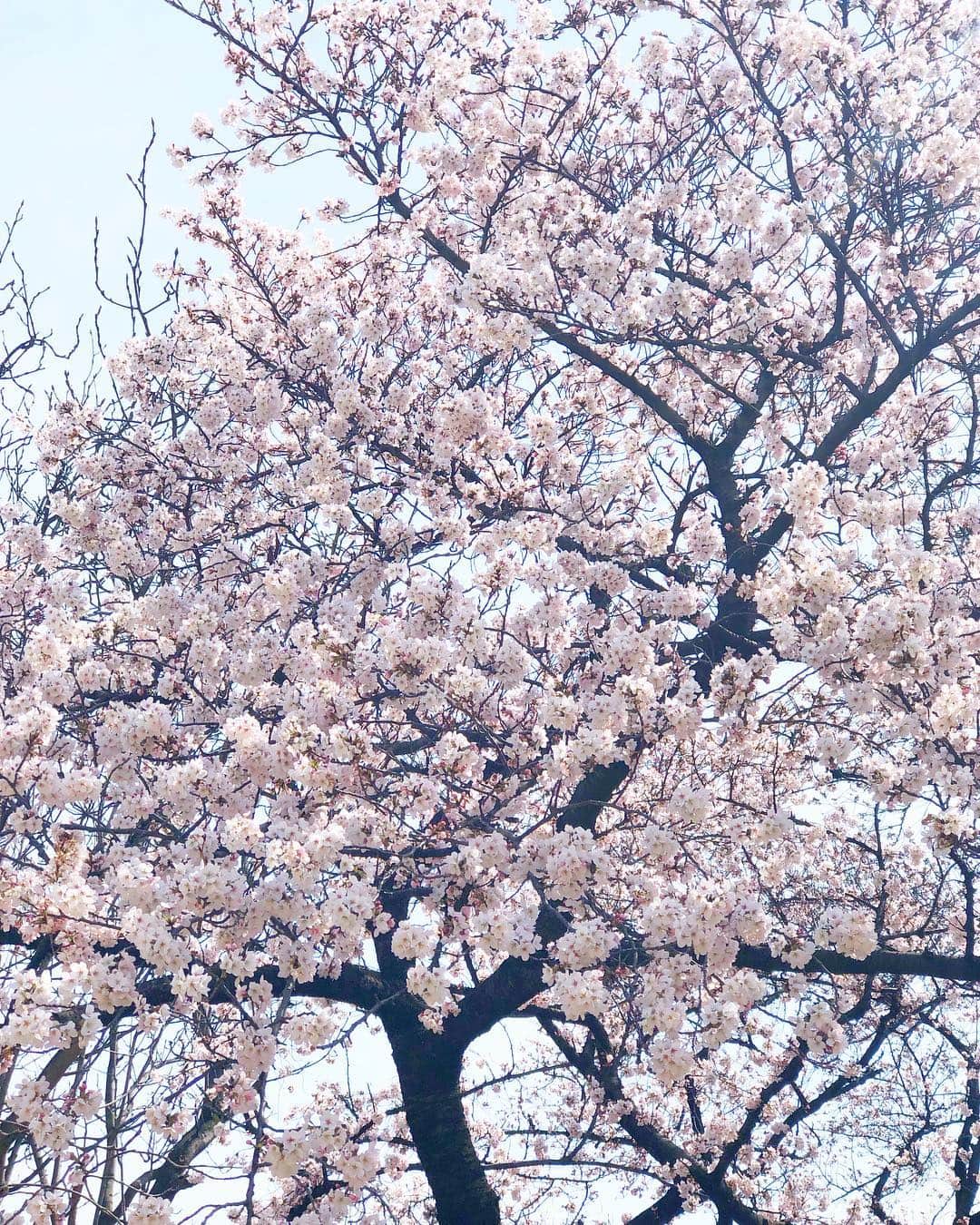 manamisotayutaさんのインスタグラム写真 - (manamisotayutaInstagram)「みんなで#お花見 したよ🌸🌸🌸 #新宿御苑 はまだ咲き始めだけど、一部の木だけ満開のとこがあったよ🌸 新宿御苑でお花見初めてだったけど、子連れにすごく良かった💗 トイレ、様式あるし❤︎🚽←重要‼︎ 暑いくらいいいお天気でお花見日和だったな💗 @kie.kie22  ちゃんが持ってきてくれたドーナツ🍩が映えるー😍❤️ わたしと @inoyuu07  ちゃんは#スヌーピーキャラ弁 ❤︎ ゆぅゆちゃんのクオリティには全然及ばないけど💦 こどもたちもみんなすっごく楽しかったみたいでいいお花見になったなぁ💗 ＊ ＊ コーデはお花見ということでみんなで #花柄スカート リンク🌸 ＊ ＊ cordinate tops/skirt @gu_global  @gu_for_all_  私は新作の#上下gu部 ❤︎ #ティアードフレアロングスカート  #オーバーサイズスウェット ＊ ＊ #お花見コーデ#ピクニックコーデ #双子コーデ#リンクコーデ#春コーデ #cordinate#code#春服#locari#ponte_fashion #mamagirl #オトナ女子#大人コーデ #大人女子コーデ#桜#sakura#タビジョ#picnic #花見弁当」3月22日 19時26分 - manamisotayuta