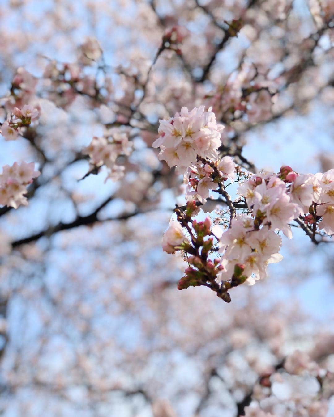 manamisotayutaさんのインスタグラム写真 - (manamisotayutaInstagram)「みんなで#お花見 したよ🌸🌸🌸 #新宿御苑 はまだ咲き始めだけど、一部の木だけ満開のとこがあったよ🌸 新宿御苑でお花見初めてだったけど、子連れにすごく良かった💗 トイレ、様式あるし❤︎🚽←重要‼︎ 暑いくらいいいお天気でお花見日和だったな💗 @kie.kie22  ちゃんが持ってきてくれたドーナツ🍩が映えるー😍❤️ わたしと @inoyuu07  ちゃんは#スヌーピーキャラ弁 ❤︎ ゆぅゆちゃんのクオリティには全然及ばないけど💦 こどもたちもみんなすっごく楽しかったみたいでいいお花見になったなぁ💗 ＊ ＊ コーデはお花見ということでみんなで #花柄スカート リンク🌸 ＊ ＊ cordinate tops/skirt @gu_global  @gu_for_all_  私は新作の#上下gu部 ❤︎ #ティアードフレアロングスカート  #オーバーサイズスウェット ＊ ＊ #お花見コーデ#ピクニックコーデ #双子コーデ#リンクコーデ#春コーデ #cordinate#code#春服#locari#ponte_fashion #mamagirl #オトナ女子#大人コーデ #大人女子コーデ#桜#sakura#タビジョ#picnic #花見弁当」3月22日 19時26分 - manamisotayuta