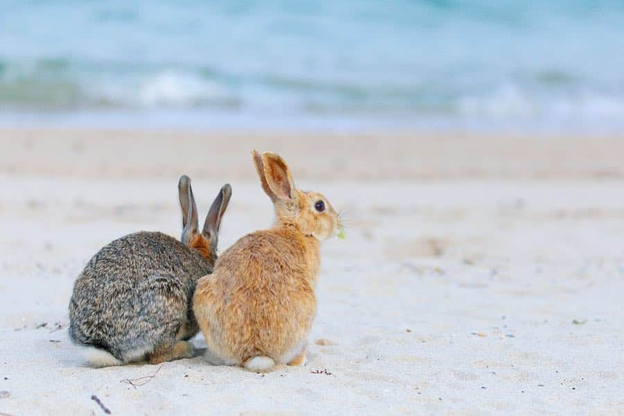 usagraphさんのインスタグラム写真 - (usagraphInstagram)「大久野島ウィークvol4は海シリーズです🏖🐰 この大久野島の海はとても澄んでいて感動するくらい綺麗でした。 ゴミひとつ落ちておらず、みんなから大切に守られています。 基本砂浜にうさぎさん降りてないのですが、たまーに砂の上でぼんやりしているようでした☺️ 今でも写真をみると海の音が蘇ってきます✨🏝 ＊ ＊ ＊ #大久野島 #大久野島のうさぎさん  #大久野島休暇村  #うさぎ #rabbit #bunny #ふわもこ部  #WeeklyFluff #igersjp  #instabunnies #tokyocameraclub #東京カメラ部  #bunnystagram  #今日もX日和  #うさぎ部 #ホーランドロップ #hollandlop  #アニマル写真部  #ファインダー越しの私の世界 #team_jp_西 #igers  #ig_japan」3月22日 19時28分 - usagraph