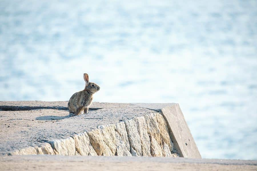 usagraphさんのインスタグラム写真 - (usagraphInstagram)「大久野島ウィークvol4は海シリーズです🏖🐰 この大久野島の海はとても澄んでいて感動するくらい綺麗でした。 ゴミひとつ落ちておらず、みんなから大切に守られています。 基本砂浜にうさぎさん降りてないのですが、たまーに砂の上でぼんやりしているようでした☺️ 今でも写真をみると海の音が蘇ってきます✨🏝 ＊ ＊ ＊ #大久野島 #大久野島のうさぎさん  #大久野島休暇村  #うさぎ #rabbit #bunny #ふわもこ部  #WeeklyFluff #igersjp  #instabunnies #tokyocameraclub #東京カメラ部  #bunnystagram  #今日もX日和  #うさぎ部 #ホーランドロップ #hollandlop  #アニマル写真部  #ファインダー越しの私の世界 #team_jp_西 #igers  #ig_japan」3月22日 19時28分 - usagraph