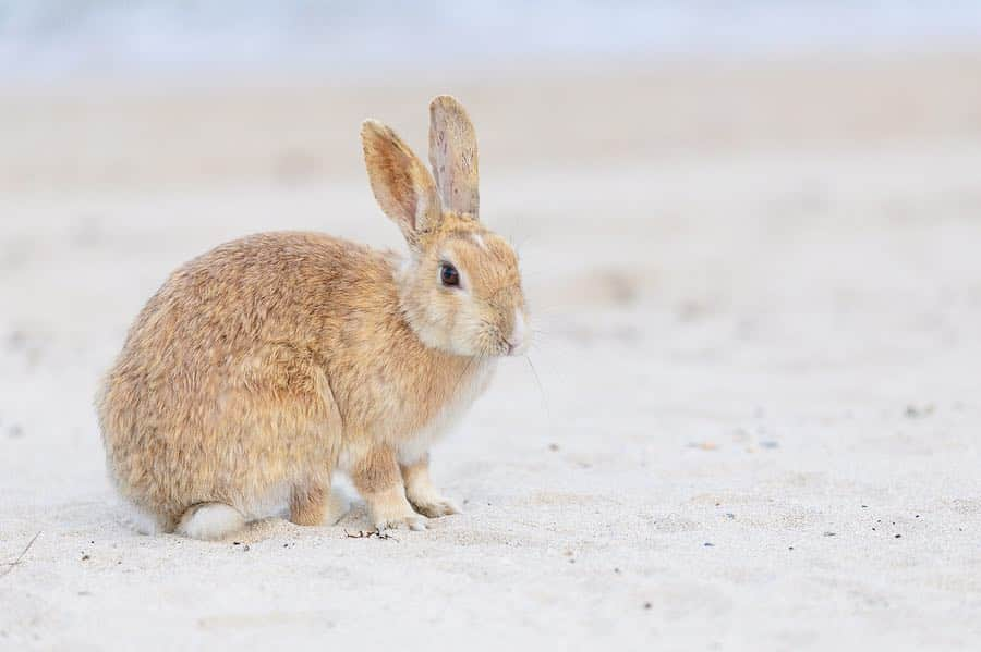 usagraphさんのインスタグラム写真 - (usagraphInstagram)「大久野島ウィークvol4は海シリーズです🏖🐰 この大久野島の海はとても澄んでいて感動するくらい綺麗でした。 ゴミひとつ落ちておらず、みんなから大切に守られています。 基本砂浜にうさぎさん降りてないのですが、たまーに砂の上でぼんやりしているようでした☺️ 今でも写真をみると海の音が蘇ってきます✨🏝 ＊ ＊ ＊ #大久野島 #大久野島のうさぎさん  #大久野島休暇村  #うさぎ #rabbit #bunny #ふわもこ部  #WeeklyFluff #igersjp  #instabunnies #tokyocameraclub #東京カメラ部  #bunnystagram  #今日もX日和  #うさぎ部 #ホーランドロップ #hollandlop  #アニマル写真部  #ファインダー越しの私の世界 #team_jp_西 #igers  #ig_japan」3月22日 19時28分 - usagraph