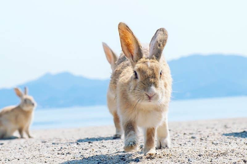 usagraphさんのインスタグラム写真 - (usagraphInstagram)「大久野島ウィークvol4は海シリーズです🏖🐰 この大久野島の海はとても澄んでいて感動するくらい綺麗でした。 ゴミひとつ落ちておらず、みんなから大切に守られています。 基本砂浜にうさぎさん降りてないのですが、たまーに砂の上でぼんやりしているようでした☺️ 今でも写真をみると海の音が蘇ってきます✨🏝 ＊ ＊ ＊ #大久野島 #大久野島のうさぎさん  #大久野島休暇村  #うさぎ #rabbit #bunny #ふわもこ部  #WeeklyFluff #igersjp  #instabunnies #tokyocameraclub #東京カメラ部  #bunnystagram  #今日もX日和  #うさぎ部 #ホーランドロップ #hollandlop  #アニマル写真部  #ファインダー越しの私の世界 #team_jp_西 #igers  #ig_japan」3月22日 19時28分 - usagraph