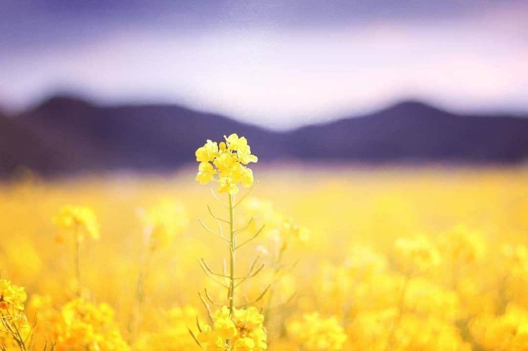 花の写真館のインスタグラム：「Photo by @smile.lo_fu.⠀ https://instagram.com/smile.lo_fu/⠀ .⠀ Original Post[投稿頂いたURL]⠀ https://www.instagram.com/p/BvLPNdbHftX/⠀ .⠀ 本アカウントは、 #私の花の写真 をつけてInstagramに投稿された皆さまの花の写真や、「花の写真館」Facebookページで投稿された花の写真を紹介します。⠀ 「花の写真館」Facebookページは、「 @floral.photograph 」のプロフィールにあるURLからご覧ください。⠀ .⠀ #花の写真館 #floralphotograph #floralphoto #flower #flowers #富士フイルム #FUJIFILM⠀ Follow: @floral.photograph」