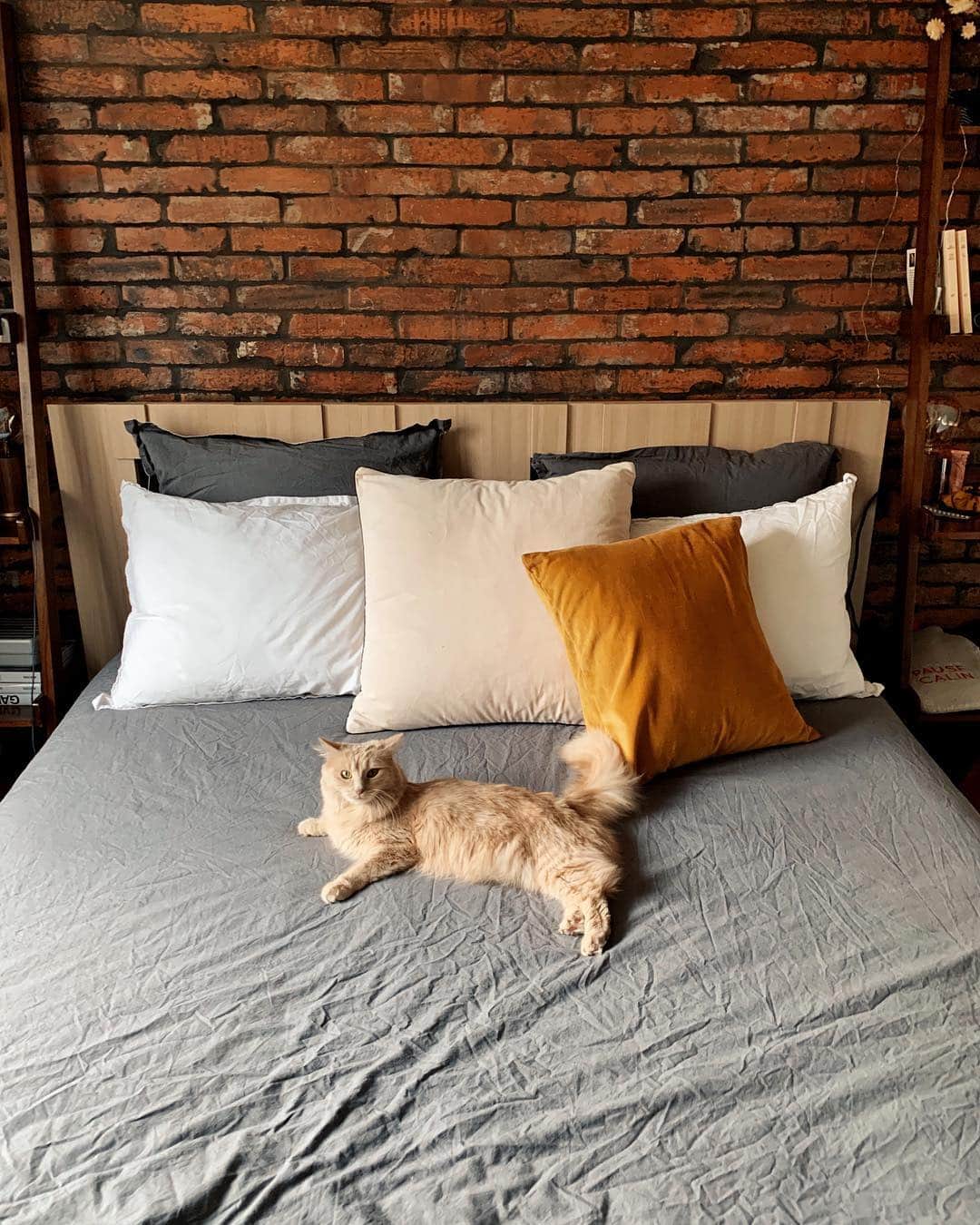 NICOLAS SIMOESのインスタグラム：「When bae gets too comfy 😻😅」