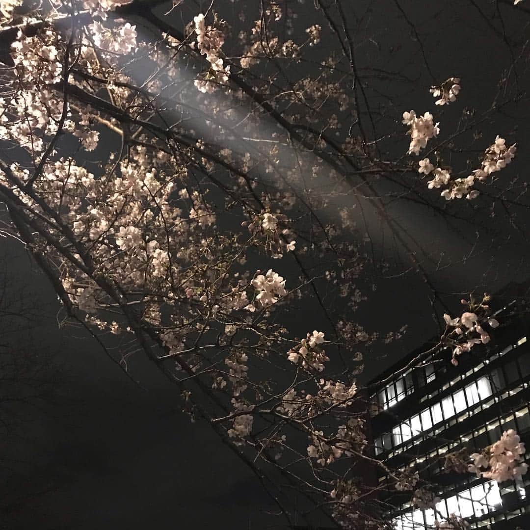 柿崎洋一郎さんのインスタグラム写真 - (柿崎洋一郎Instagram)「目黒川の桜」3月22日 19時39分 - kakiyan37
