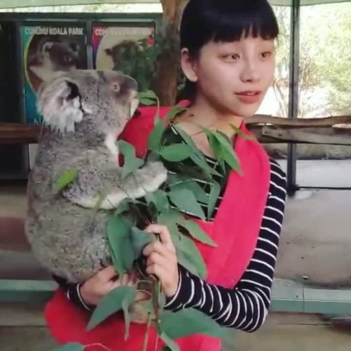 る鹿のインスタグラム