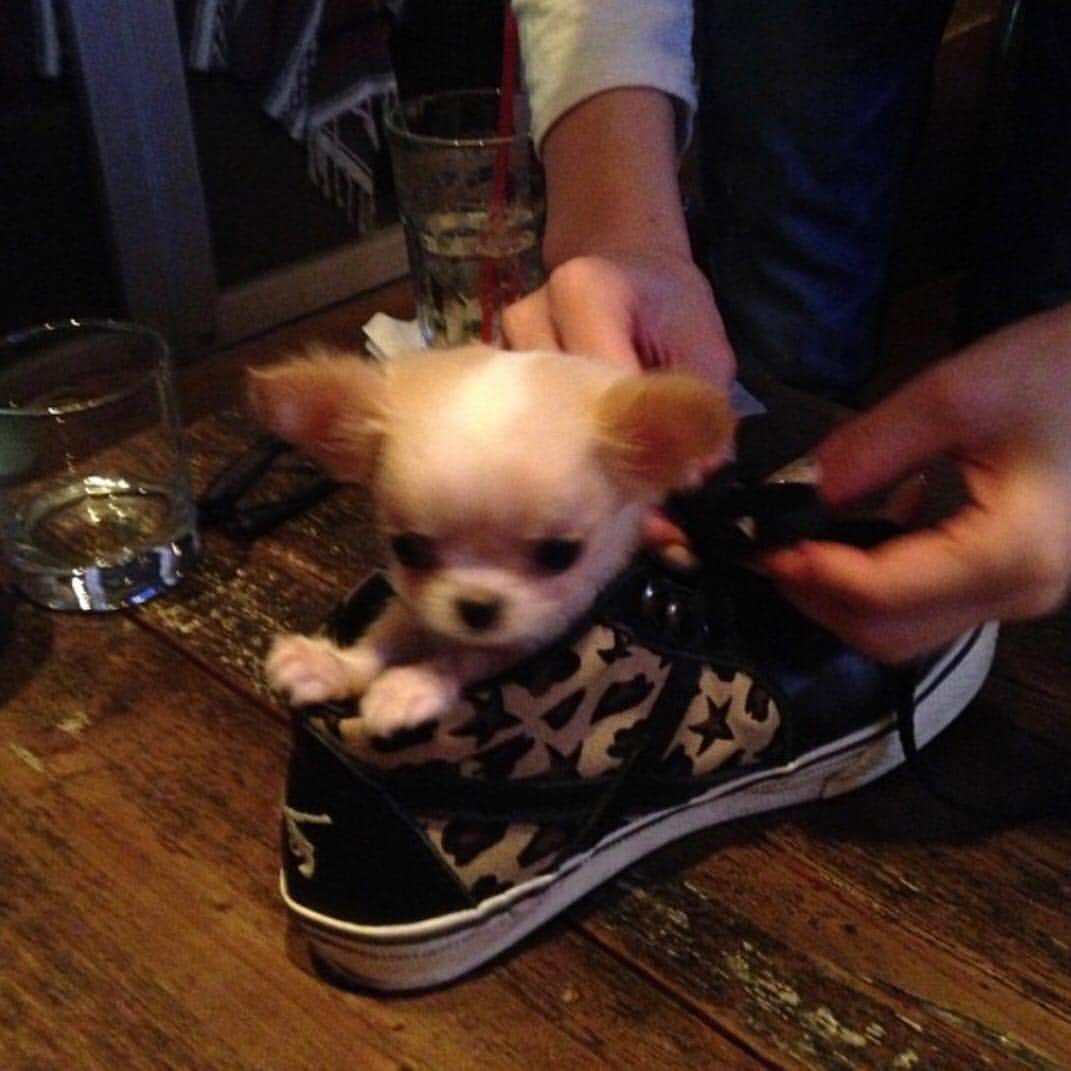 のインスタグラム：「ネタ切れ中......。 ・ ・ ・ 2枚目は怪獣メルモ。 #懐かしのパピー期」