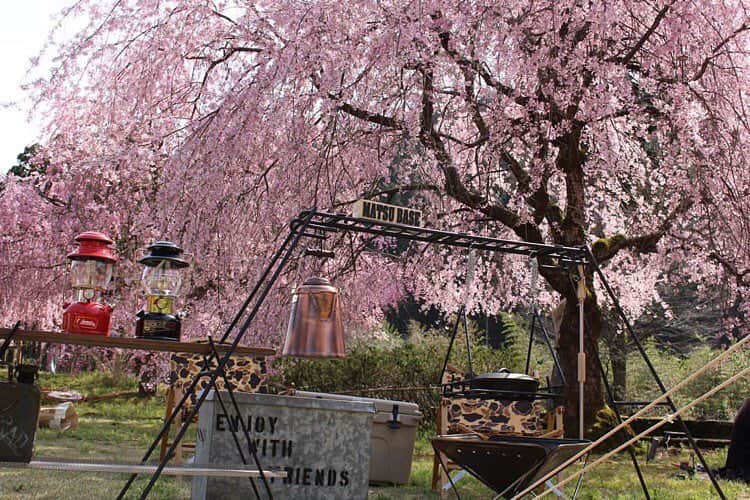 CAMP_HACKさんのインスタグラム写真 - (CAMP_HACKInstagram)「今年もこの時期がやってきましたね、桜の開花！　今年は昨年より早めに満開になるようで、キャンプをしながらの花見もまた乙です。こちらは過去の写真のようですが、キャンプ場内に枝垂れ桜がめいいっぱい咲いています。みなさんはどんなお花見キャンプを楽しみますか？ . . from CAMP HACK . CAMP HACKであなたのキャンプライフを取材します！ 『#camphack取材』を付けて投稿！ . Photo by @matsu0001 さん . #camp #camping #camphack #outdoorlife #outdoor #trip #travel #japan #followme #weekend #travelling #outdoorgirl #family #familytrip #キャンプ #アウトドア #キャンプ道具 #キャンプ初心者 #家族 #外遊び #自然 #キャンプ場 #お出かけ」3月22日 20時09分 - camp_hack