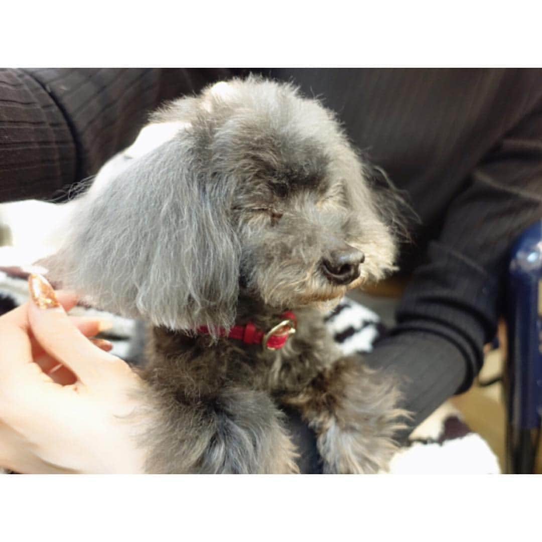 南明奈さんのインスタグラム写真 - (南明奈Instagram)「😑💤 #dog #トイプードル #トイプー #トイプードル黒」3月22日 20時11分 - akinaminami