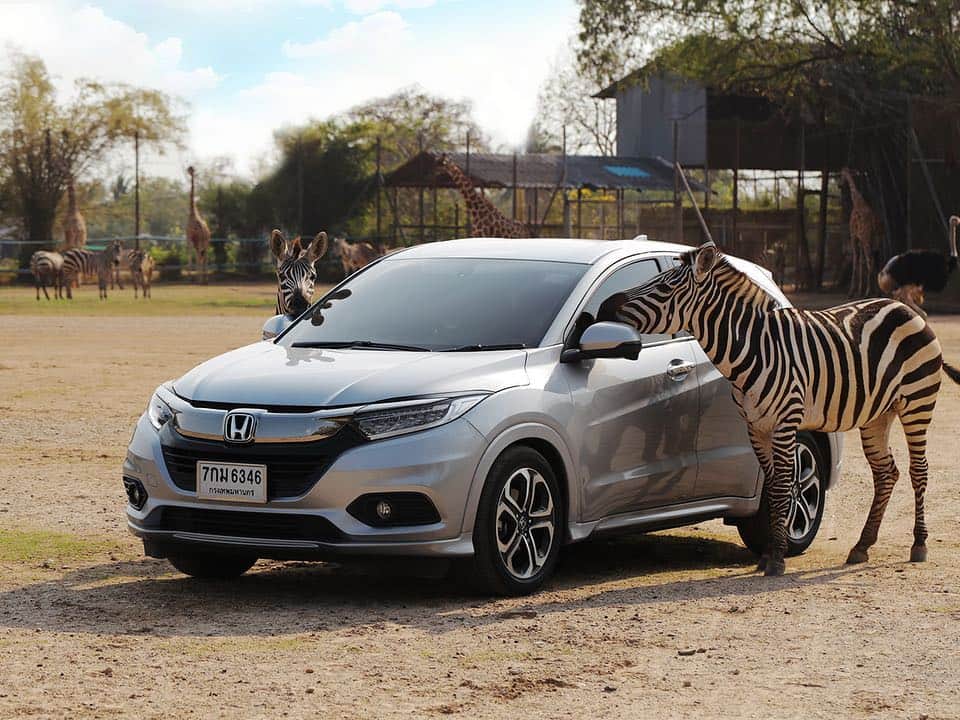 EnjoyHondaThailandさんのインスタグラム写真 - (EnjoyHondaThailandInstagram)「ขับรถ #NewHondaHRV พาครอบครัวพาสัมผัส ความน่ารักของสัตว์แบบใกล้ๆ ที่ Safari Park กัน #Safari #HolidayTrip」3月22日 20時12分 - hondathailand