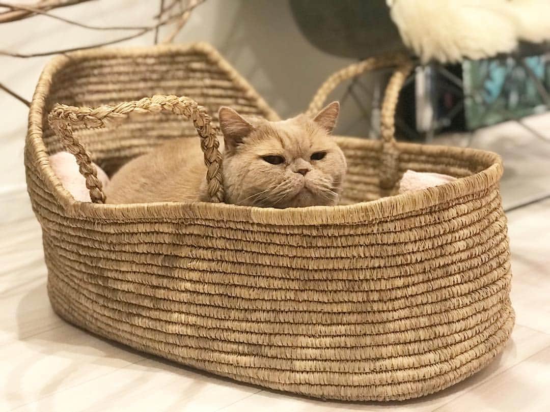 のインスタグラム：「おや？！ *  #おにぃ #寝心地チェック #ドヤ顔 #籠と一体化  #cat #ネコ #小心者の親分 #チャイ坊 #チャイ #chai #britishshorthair #ブリティッシュショートヘア #クラッシュフェイス #ぶチャイく #愛の交歓」