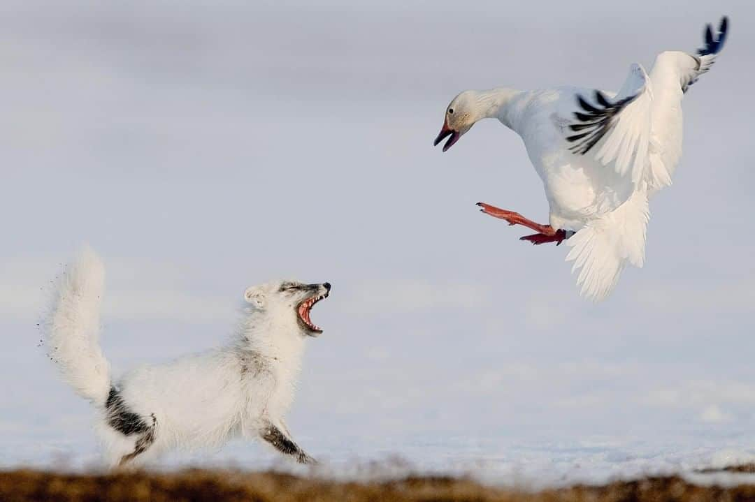 Discoveryさんのインスタグラム写真 - (DiscoveryInstagram)「“The population of the Arctic fox depends on the amount of lemmings (small rodents) available. When there are few lemmings on Wrangel Island, these foxes move closer to the goose colonies. They steal eggs and catch weak and sick snow geese. This father goose is quite brave to protect his nest from the Arctic Fox.” 📸 + caption by Sergey Gorshkov (@sergey_gorshkov_photographer) . . . . #adventure #travel #nature #photography #potd #photooftheday #ice #nature #snow #goose #fox #duel」3月22日 20時37分 - discovery