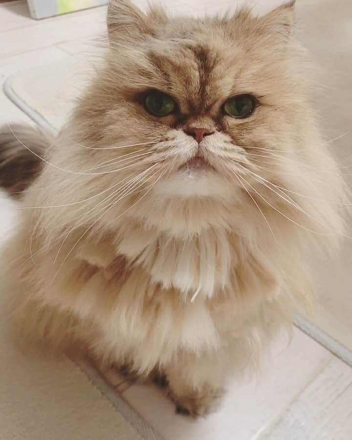 のインスタグラム：「実家のみにちゃん🐈  チャームポイントは、 ワイルドなお顔 耳の間のツノのような毛 富士山のようなお口 上向きのお鼻 人懐っこい性格 とにかく全体的に小さいところ、、、 書き出したら止まらない〜😍 みにちゃん見てると一瞬で良い気分になれる😁 . . #cat #persiancat#ねこ #チンチラゴールデン#ボルテックス」