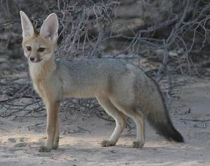 のインスタグラム：「Foxy Friday Factoid  Did you know there is a species of fox that in known for its long and elaborate underground tunnels, sometimes exceeding 45 feet in length ?  It is called the Pale fox and is found in the area around the Sahara desert in the northern part of Africa.  Living in this arid environment environment is no doubt the reason for spending so much time underground.  The Pale fox is a relatively small fox with a maximum weight of 6 lbs.  They live on a diet of berries, insects and rodents and reptiles.  They get all the water they need from their food so they seldom need to drink.  Unfortunately the number of Pale foxes in existence is not accurately known so it is not known if they are a vulnerable population.  We think the Pale fox is a real beauty, how about you ? . #palefox #fox #foxyfactoidfriday #foxyfactoid #fridayfoxyfactoid #foxesofig #foxesofinstagram #lovefoxes #befoxy #letsgetfoxy #canid #education #conservation」