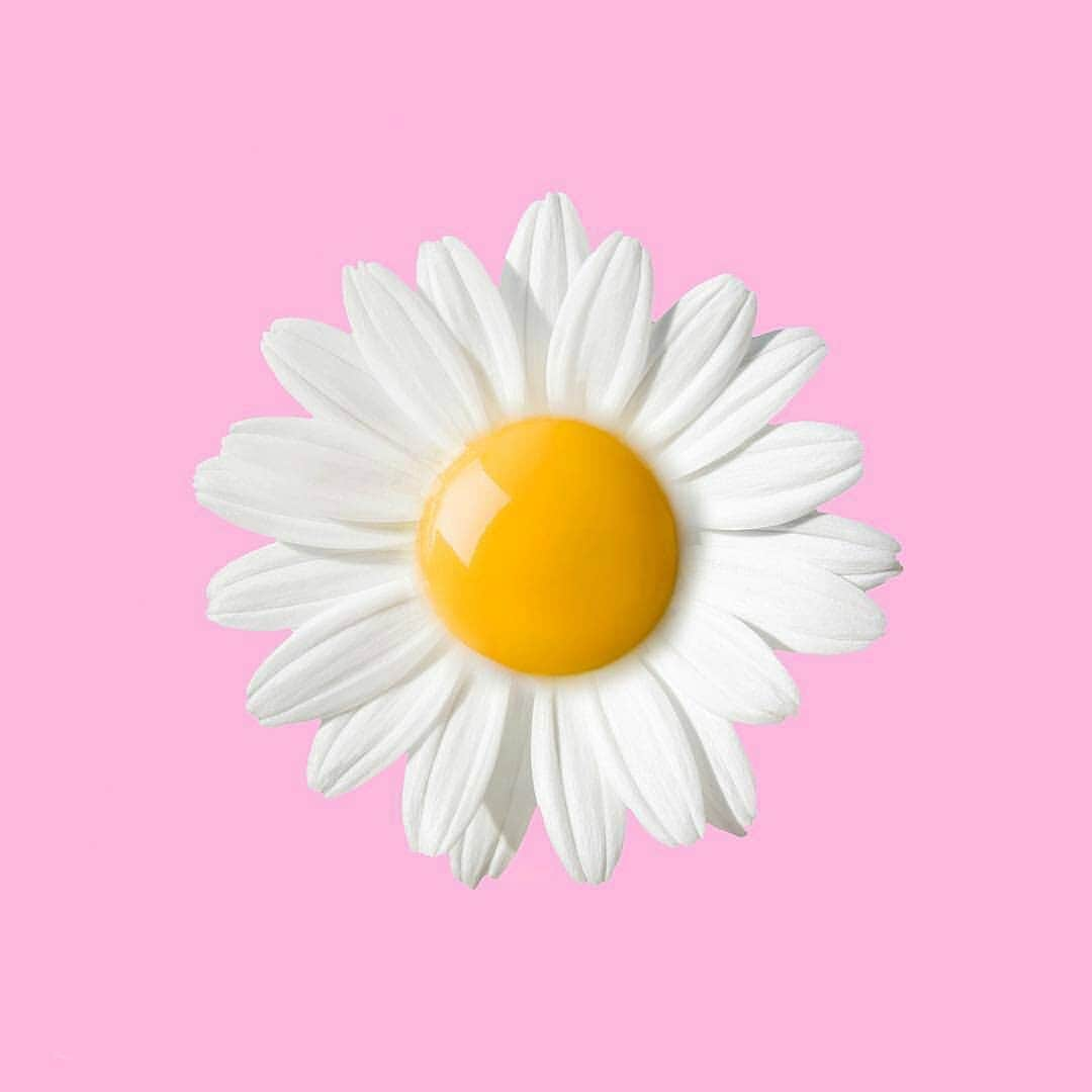 Eggs Conceptさんのインスタグラム写真 - (Eggs ConceptInstagram)「Spring Time 🌼🍳 by 👉 Les Créatonautes @les.creatonautes 👈  #lescreatonautes #creatonautes #eggsconcept #egg #eggs #friedegg #daisy #daisies #yolk #eggyolk #photoshop #flower #pink #sunnysideup #popart #printemps #springtime #springtime🌸 #instagram #instagood #vsco #spiegelei #oeuf #yumurta #ägg #Яйцо #весна #Frühling」3月23日 6時53分 - eggsconcept