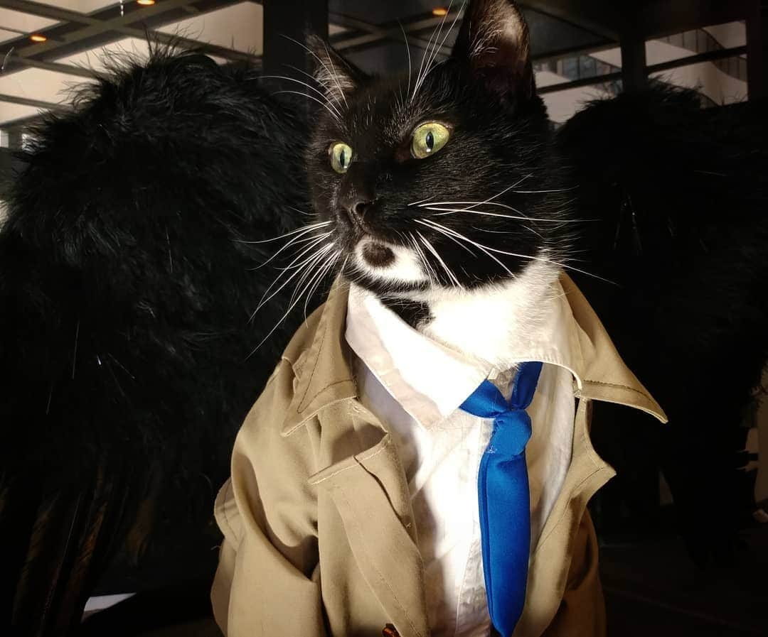 猫コスプレさんのインスタグラム写真 - (猫コスプレInstagram)「But... but... there are so many more cats that need interrogated!  #Supernatural #SPN #Castiel . . . . . . . . #castielwinchester #castielcosplay #castielangelofthelord #castieltheangel #supernaturalcosplay #supernaturalfandom #spnfamily #spn #spncosplay #CatCosplay #cosplay #catcostume #PetCostumes #awesome #funny #funnycats #angel #supernaturalneverends」3月23日 6時59分 - cat_cosplay