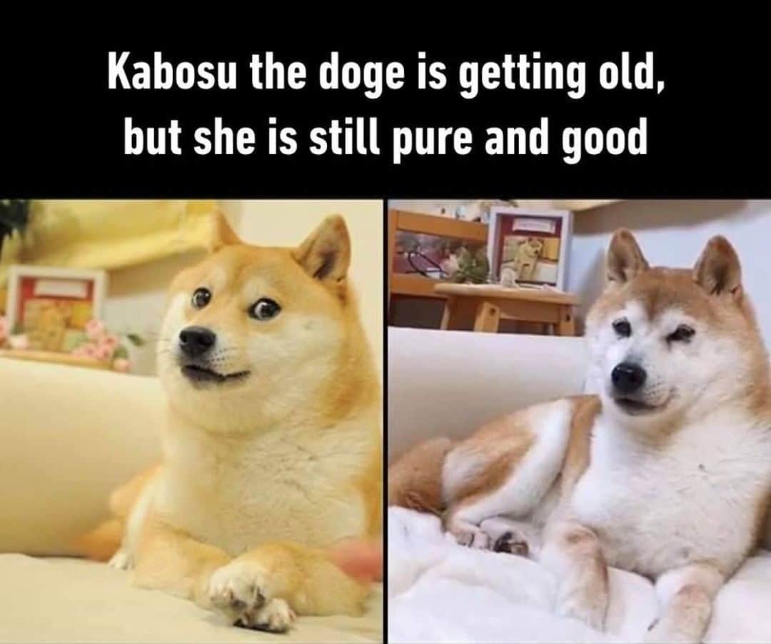 9GAGさんのインスタグラム写真 - (9GAGInstagram)「Much old, still very doge⠀ 🐶 @kabosumama⠀ -⠀ #doge #shibainu #meme #9gag」3月23日 7時00分 - 9gag