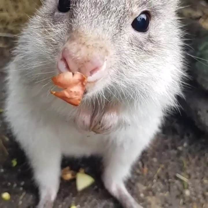 タロンガ動物園のインスタグラム