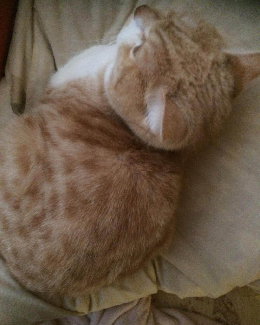 友利愛美さんのインスタグラム写真 - (友利愛美Instagram)「猫は布団の上でも丸くなる〜〜♪ #かわいすぎ #仕事への活力 #ちょっくら六甲行ってきます。 #ねこ#愛おしい」3月23日 7時33分 - aimitomori