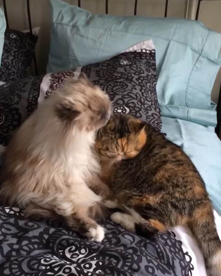 Tinaのインスタグラム：「#FBF Tutorial on how hairballs are made 😜」