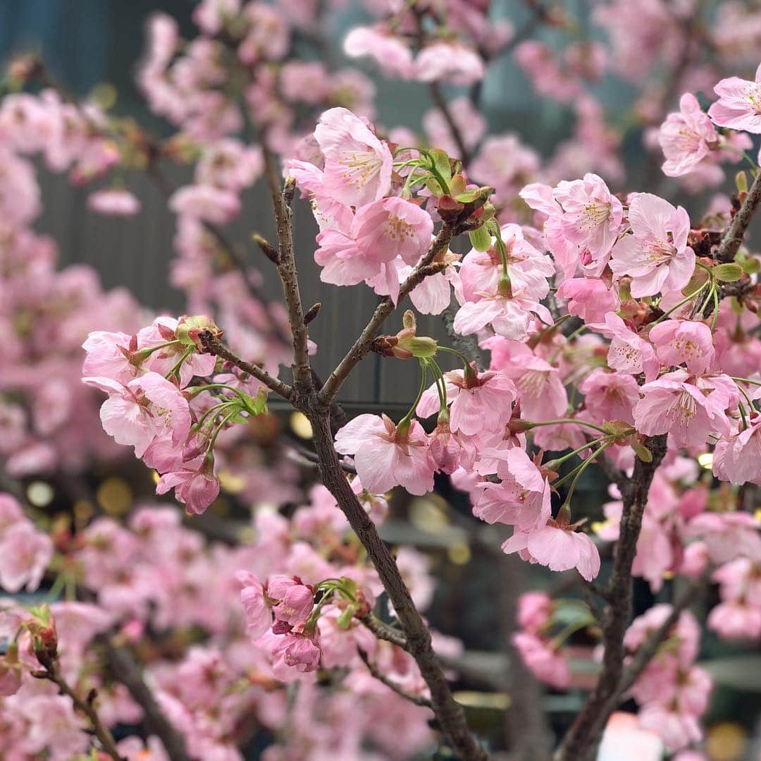梅野舞さんのインスタグラム写真 - (梅野舞Instagram)「今日キャットストリートで見つけた可愛いピンク色の桜🌸 陽光桜😍❤️ 最近ポカポカ陽気だったけど 明日から気温下がるみたいだから 皆さん暖かくして 体調崩されないように✨✨ #桜#桜大好き#陽光桜#ピンクの桜#キャットストリート#flower#instagood#instapic」3月22日 23時05分 - mai.umeno