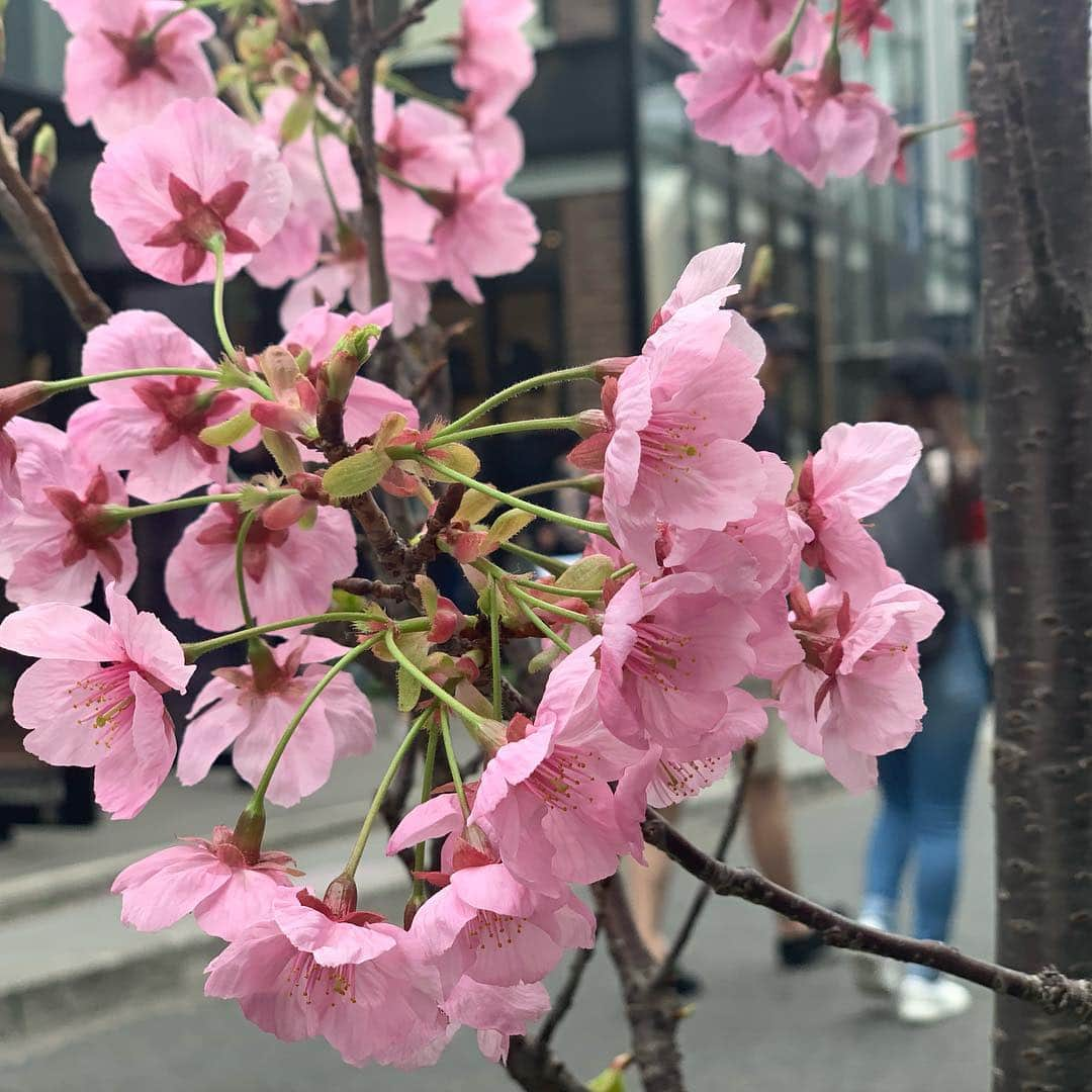 梅野舞さんのインスタグラム写真 - (梅野舞Instagram)「今日キャットストリートで見つけた可愛いピンク色の桜🌸 陽光桜😍❤️ 最近ポカポカ陽気だったけど 明日から気温下がるみたいだから 皆さん暖かくして 体調崩されないように✨✨ #桜#桜大好き#陽光桜#ピンクの桜#キャットストリート#flower#instagood#instapic」3月22日 23時05分 - mai.umeno