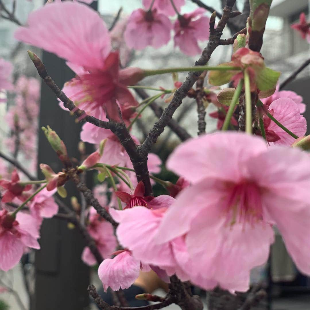 梅野舞さんのインスタグラム写真 - (梅野舞Instagram)「今日キャットストリートで見つけた可愛いピンク色の桜🌸 陽光桜😍❤️ 最近ポカポカ陽気だったけど 明日から気温下がるみたいだから 皆さん暖かくして 体調崩されないように✨✨ #桜#桜大好き#陽光桜#ピンクの桜#キャットストリート#flower#instagood#instapic」3月22日 23時05分 - mai.umeno