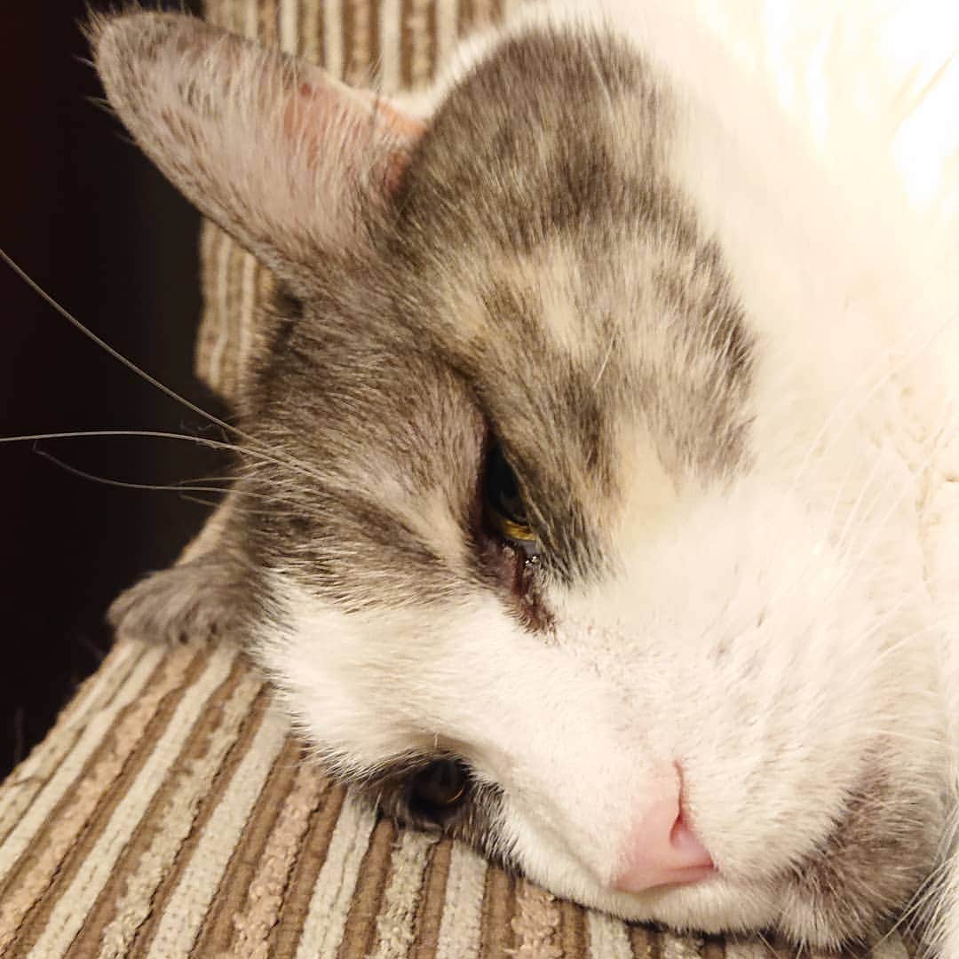 北剛彦さんのインスタグラム写真 - (北剛彦Instagram)「「とっても疲れたのよ。そんな日もあるわ」  #今日のちび様 #猫 #ねこ #ネコ #cat #ねこ部 #みんねこ  #それゆけペラリーマン」3月22日 23時11分 - takehiko_kita