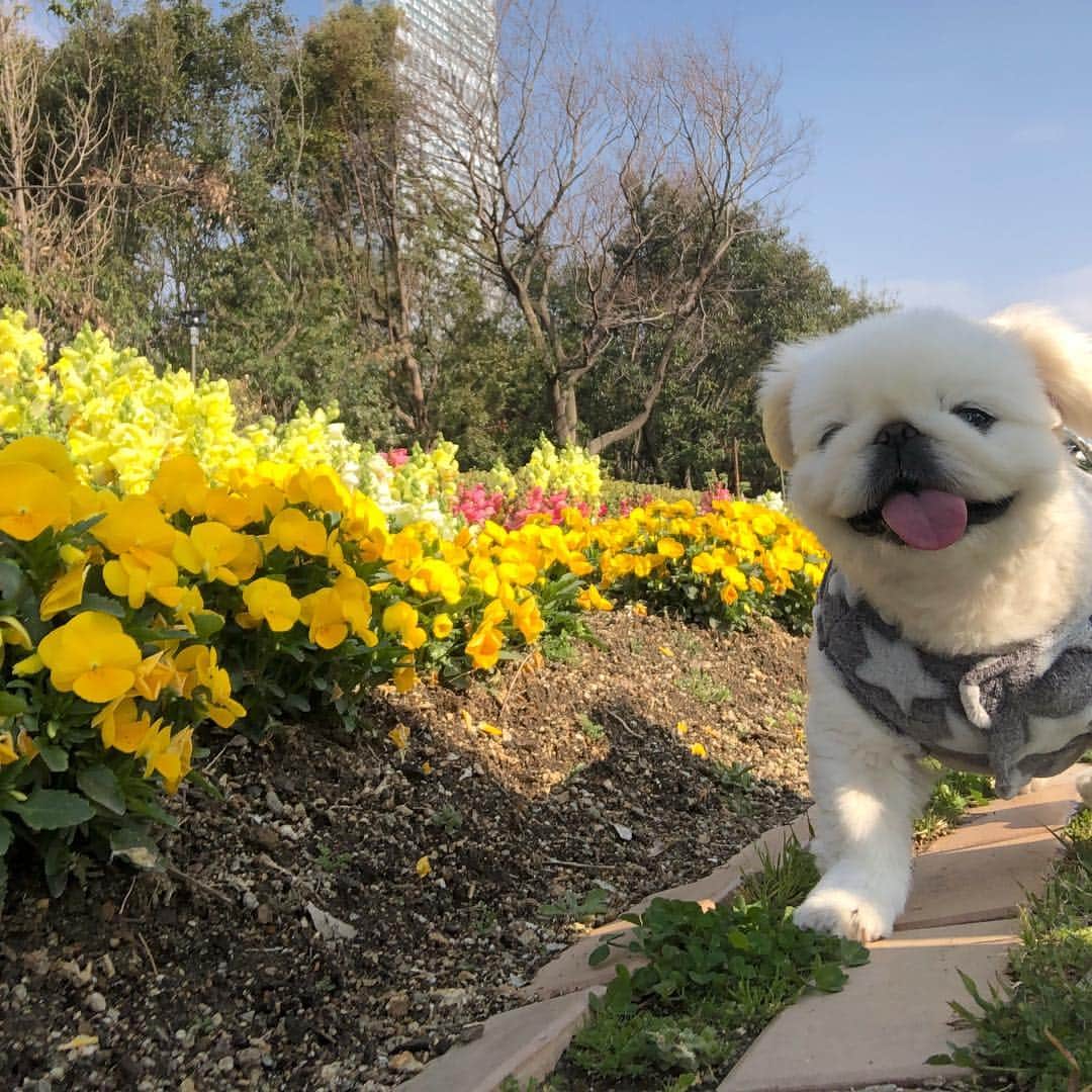 こなつのインスタグラム：「るんるんにーず🐝🌼🌷🌸💛 #spring」