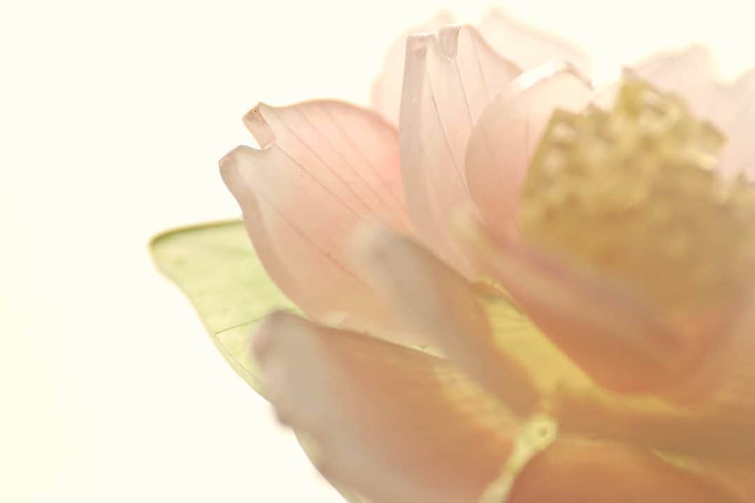 しば　さおりさんのインスタグラム写真 - (しば　さおりInstagram)「東京も桜の開花が発表🌸地元の桜で有名な公園のスポットライト、屋台の期間も掲載され…春を感じています。 . 私は毎年家族で夜桜を見に行くのですが、今年も楽しみです(*^^*) . プラバンで咲かせた桜をそっと置いていきます。 . #さくら #花見 #お花見 #桜 #サクラ . #立体プラバン #プラバン  #プラ板 #アクセサリー #ハンドメイド #アート #癒し #かわいい #シンプル #手作り #花 #ザ花部 #花のある暮らし #ナチュラル #和菓子 #熱縮片 #shrinkplastic  #IGersJP #handmade #flower #instagram #instagood #instaart #デザイン」3月22日 23時18分 - koshiba0822