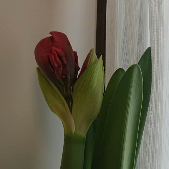 後藤ユウミさんのインスタグラム写真 - (後藤ユウミInstagram)「育ててたアマリリスが咲きました。球根からすごい勢いで伸びてきて、光に向かってウネウネ身を捩らせながら、色づき、真っ赤に染まって口を開きました。植物ってほんとに不思議。寝ている間に喰われそうなくらいエイリアン感ある。。。」3月22日 23時36分 - yurumichan
