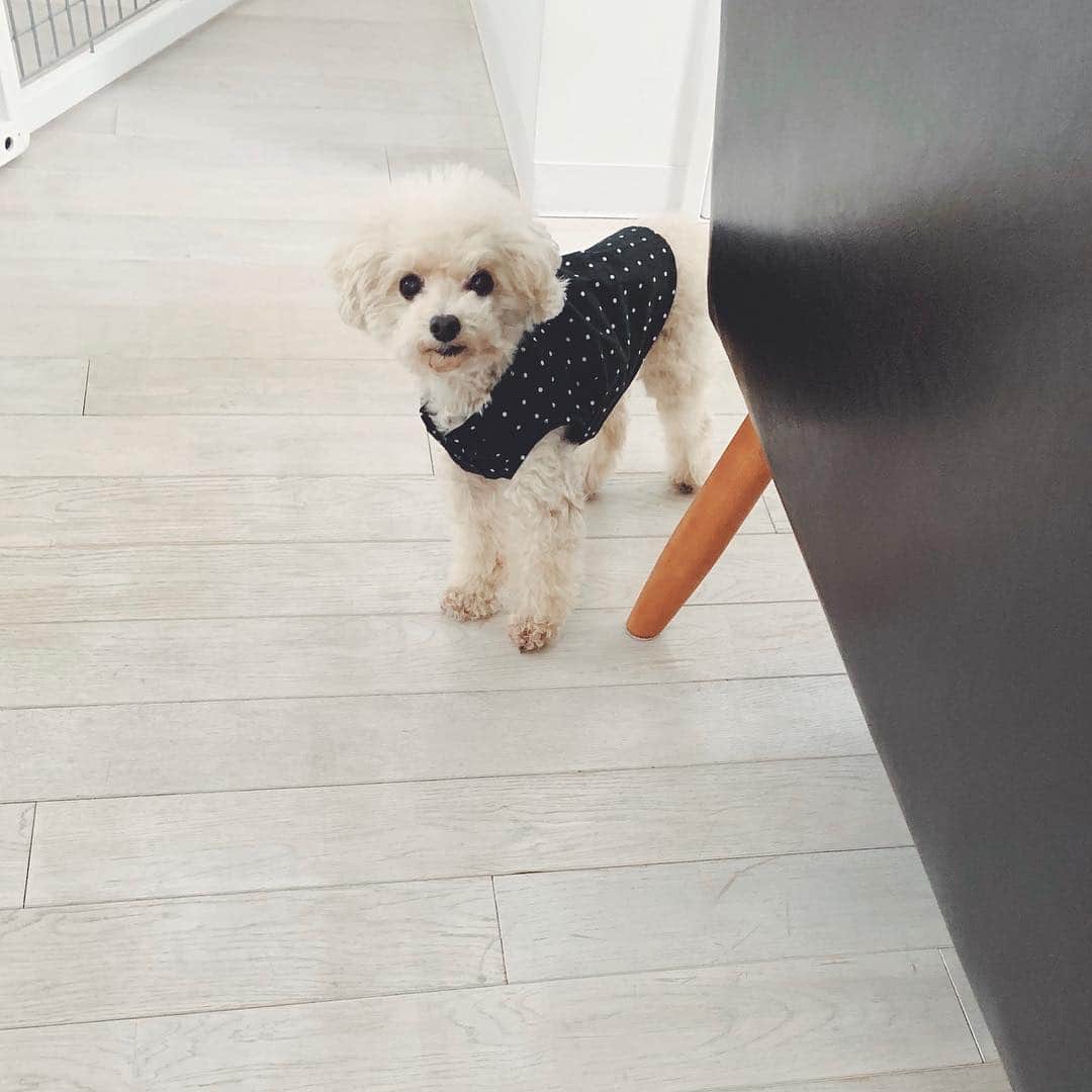 mizuのインスタグラム：「ロッちゃんーって呼んだら、なあに？って来てくれました•ᴥ•」